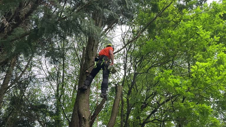 Tree and Shrub Care in Lorton, VA